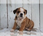 Small Photo #4 Beabull Puppy For Sale in FREDERICKSBG, OH, USA