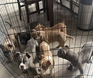 American Bully Puppy for sale in REVERE, MA, USA