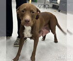 Small #1 Labrador Retriever Mix