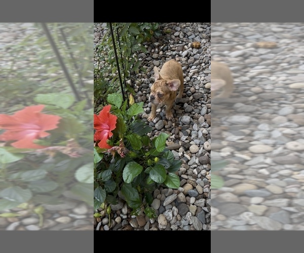 Medium Photo #3 French Bulldog Puppy For Sale in RADCLIFF, KY, USA