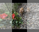 Small #2 French Bulldog