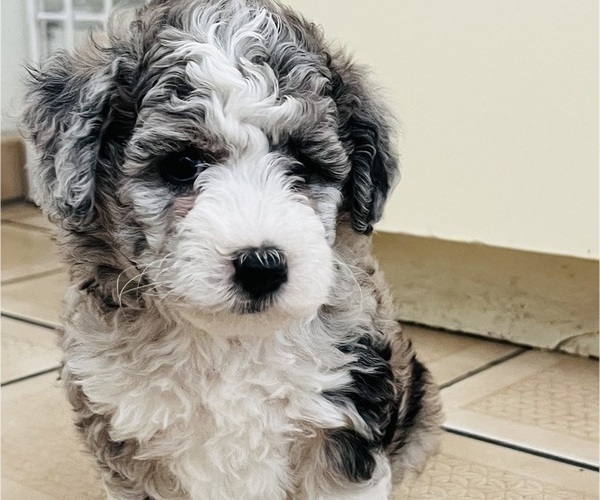 Medium Photo #94 Sheepadoodle Puppy For Sale in HUNTINGTON BEACH, CA, USA