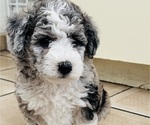 Small Photo #94 Sheepadoodle Puppy For Sale in HUNTINGTON BEACH, CA, USA