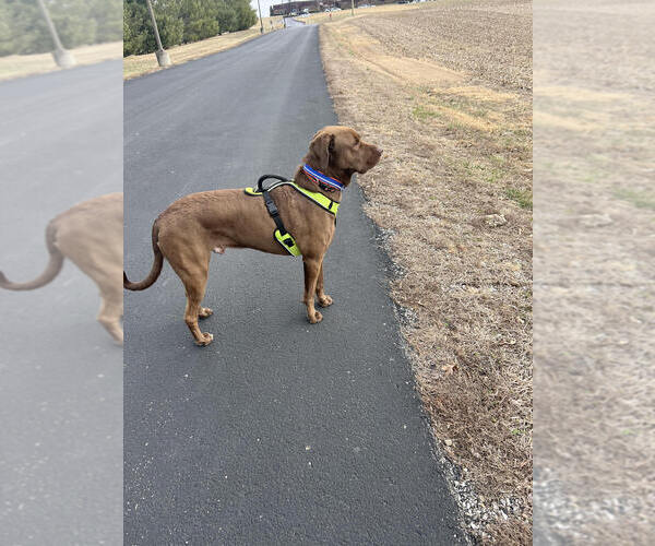 Medium Photo #2 Labrador Retriever-Unknown Mix Puppy For Sale in Evansville, IN, USA