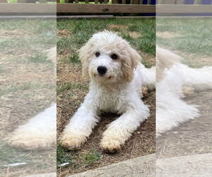 Poochon Dogs for adoption in Silver Spring, MD, USA