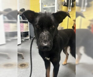 German Shepherd Dog Dogs for adoption in Glen Allen, VA, USA