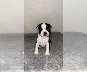 Boston Terrier Puppy for sale in BROOKVILLE HEIGHTS, IN, USA