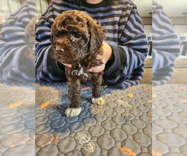 Medium Photo #3 Lagotto Romagnolo Puppy For Sale in WEBBERVILLE, TX, USA