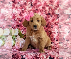 Goldendoodle (Miniature) Puppy for sale in QUARRYVILLE, PA, USA