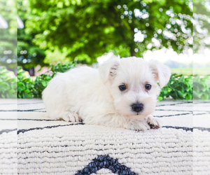 Schnauzer (Miniature) Puppy for sale in SYRACUSE, IN, USA