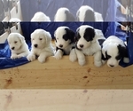 Small Photo #1 Sheepadoodle Puppy For Sale in HAMMOND, LA, USA