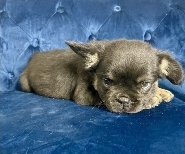Medium Photo #8 French Bulldog Puppy For Sale in ORLANDO, FL, USA