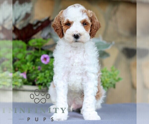 Medium Photo #1 Goldendoodle (Miniature) Puppy For Sale in EAST EARL, PA, USA