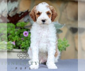 Goldendoodle (Miniature) Puppy for sale in EAST EARL, PA, USA
