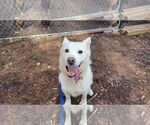 Small #2 Huskies  Mix