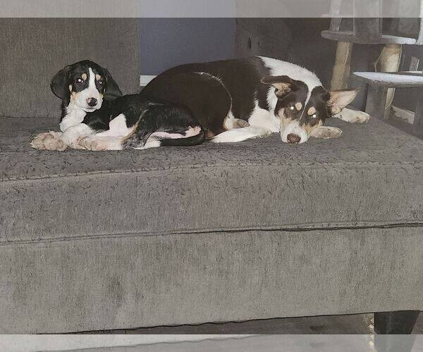 Medium Photo #3 Mutt Puppy For Sale in Plainfield, IL, USA