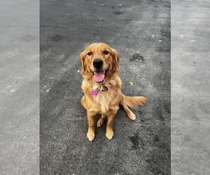 Mother of the Golden Retriever puppies born on 01/08/2024