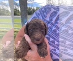 Small Photo #5 Poodle (Standard) Puppy For Sale in ORMOND BEACH, FL, USA