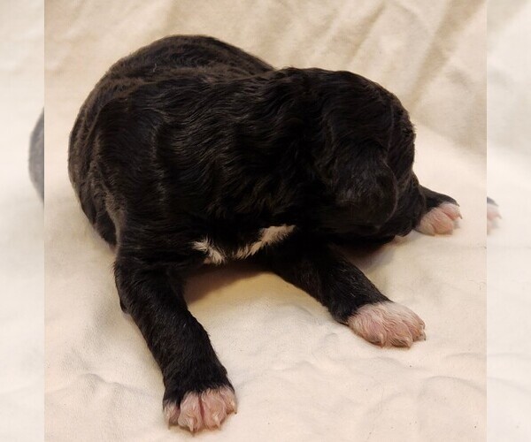 Medium Photo #7 F2 Aussiedoodle Puppy For Sale in COLUMBIA, TN, USA