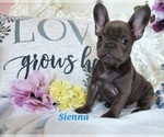 Puppy 2 French Bulldog