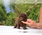Small #22 ShihPoo