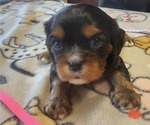 Small Photo #38 Aussalier Puppy For Sale in ATHOL, ID, USA
