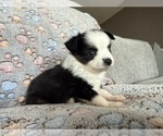 Puppy Oreo Miniature Australian Shepherd