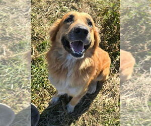 Aussie Pyrenees Dogs for adoption in Bolivar, MO, USA