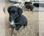 Small #22 Australian Shepherd