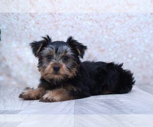 Yorkshire Terrier Puppy for sale in MARIETTA, GA, USA