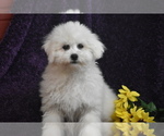 Small #2 Bichon Frise