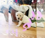 Small Photo #6 Labrador Retriever Puppy For Sale in LINDEN, MI, USA