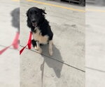 Small #1 Border Collie Mix