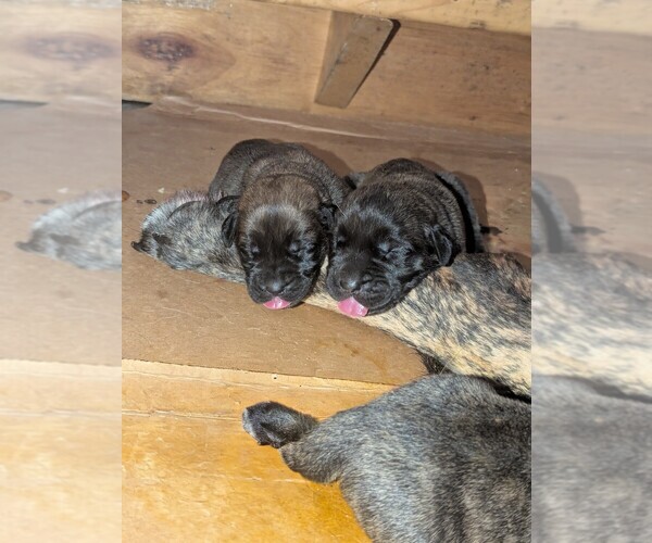 Medium Photo #3 Mastiff Puppy For Sale in CATO, NY, USA