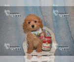 Small Photo #7 Poodle (Toy) Puppy For Sale in SANGER, TX, USA