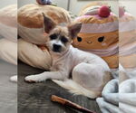 Small #3 Norfolk Terrier Mix