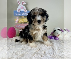 Miniature Bernedoodle Puppy for sale in GREENFIELD, IN, USA