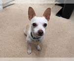 Small #6 Chihuahua Mix