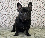 Small Photo #6 French Bulldog Puppy For Sale in BLAKESBURG, IA, USA