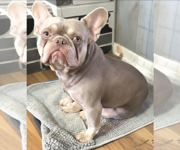 Medium Photo #1 French Bulldog Puppy For Sale in COLUMBUS, GA, USA