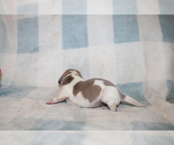 Medium Photo #3 Dachshund Puppy For Sale in BLMGTN, IN, USA