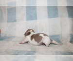 Small #2 Dachshund