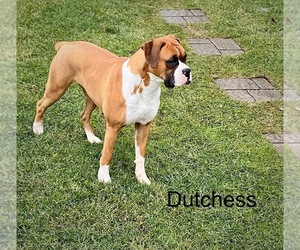 Mother of the Boxer puppies born on 06/18/2026