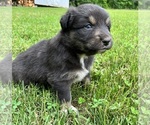 Puppy Robin Australian Shepherd