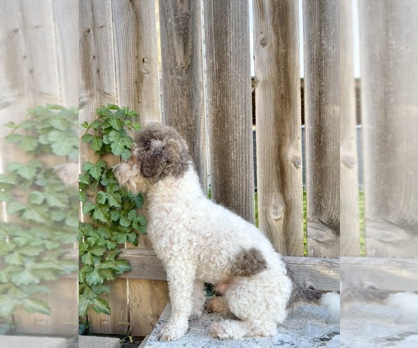 Medium Photo #1 Aussiedoodle Miniature  Puppy For Sale in NEW BRAUNFELS, TX, USA
