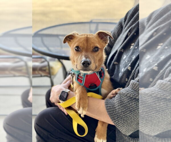 Medium Photo #4 Mutt Puppy For Sale in Mundelein, IL, USA