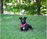 Small Labrador Retriever Mix