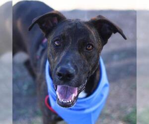 Labrador Retriever-Unknown Mix Dogs for adoption in San Antonio, TX, USA