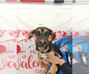 German Shepherd Dog-Unknown Mix Dogs for adoption in San Bernardino, CA, USA