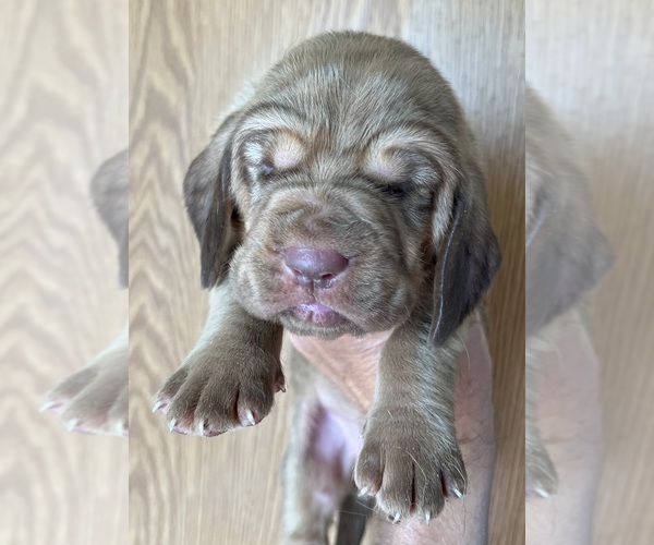 Medium Photo #4 Bloodhound Puppy For Sale in FORT MORGAN, CO, USA